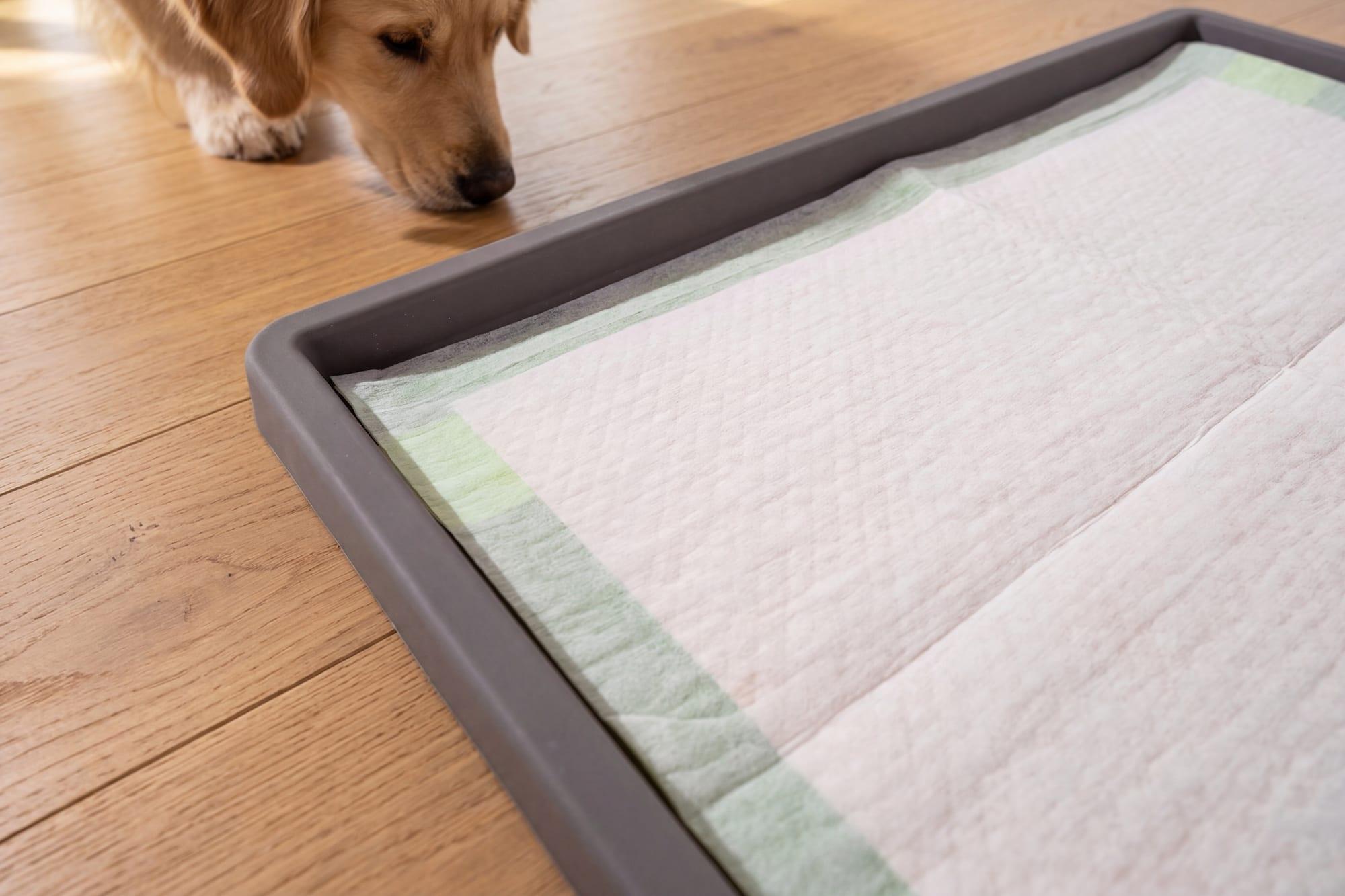 Why Your Dog Pees on the Edge of the Pad (and How to Stop It)